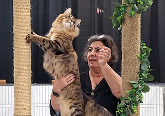 Melanie Morgan judges a competitor during the annual Little Rock Cat Show and Feline Agility Competition at the Arkansas State fairgrounds in Little Rock on Sunday, Feb. 16, 2025. (Arkansas Democrat-Gazette/Colin Murphey)