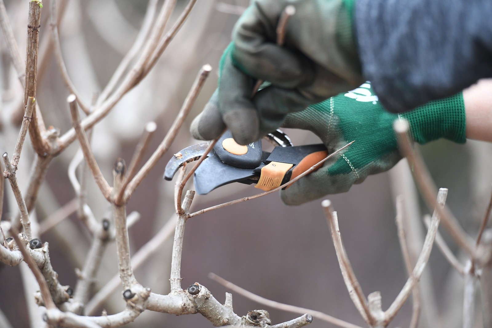 Expert advises on when to prune