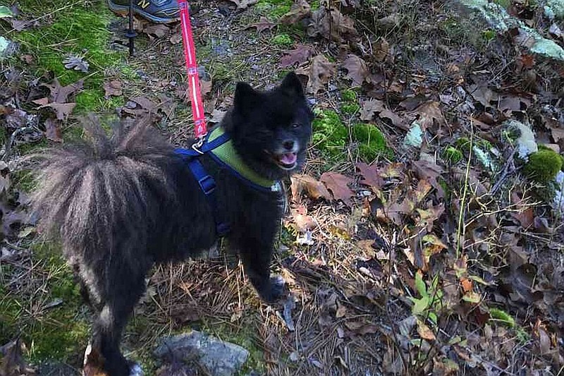 Dogs of all sizes enjoy hiking along Arkansas' trails, such as the Ouachita National Recreation Trail, as shown here. (Arkansas Democrat-Gazette/Sheila Yount)