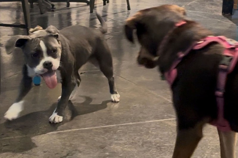 Rosie and Olive, best dog pals, relish time spent tussling at Bark Bar while their respective owners, Amanda Simmons and Caroline Michaelson, hang out. (Arkansas Democrat-Gazette/Kimberly Dishongh)
