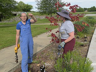 Miranda Kohout (left), president of the Northwest Arkansas Master Naturalists, shows an invasive plant while she and Theresa Kwansy work Saturday May 10 2025 in the rain garden at the Lake Springdale trailhead..(NWA Democrat-Gazette/Flip Putthoff)