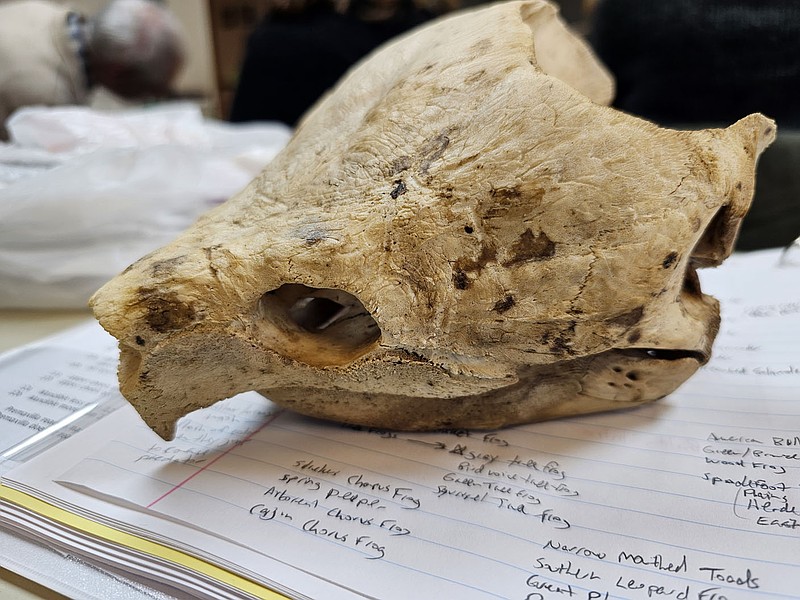 Part of the educational training is learning about the natural world through class work. An alligator snapping turtle skull was brought in during an NiT training class. .(Submitted Photo/Kevin Otterman)