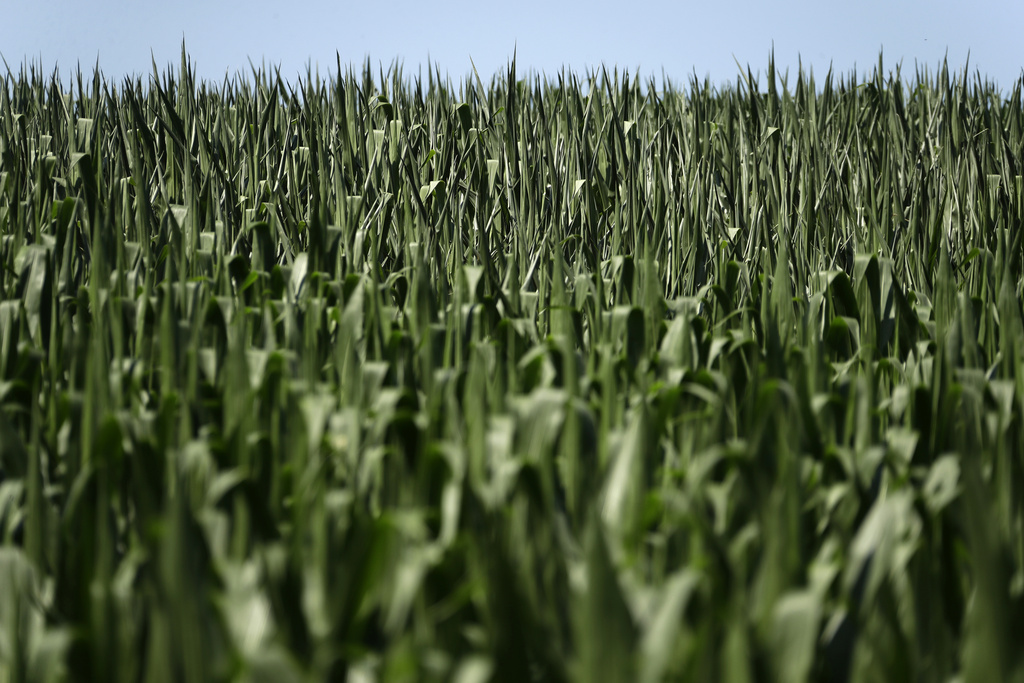 Rising fertilizer costs tied to increase in corn acreage