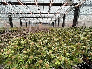 Hemp industry leaders seek to deregulate Missouri cannabis through ...