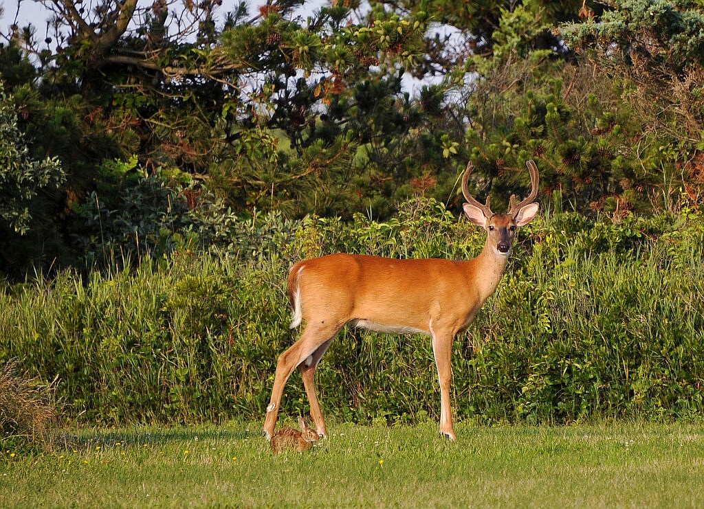 Public safety and managing deer populations are behind Arkansas urban deer hunts | Northwest Arkansas Democrat-Gazette