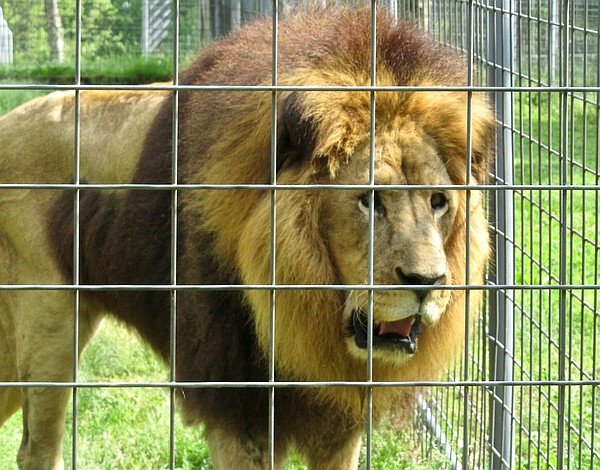 Turpentine_lion_crop_t600.jpg?