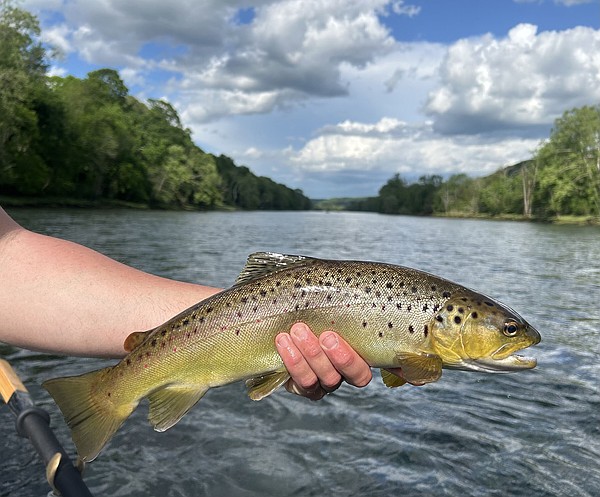 Arkansas Game and Fish Commission passes emergency catch-and