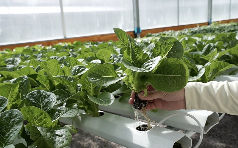 Farmer Bob Offerle shows off the plants at his hydroponic farm, Ozark All Seasons, in Winslow in this October 2025 file photo. (Arkansas Democrat-Gazette/Faye Hedera)