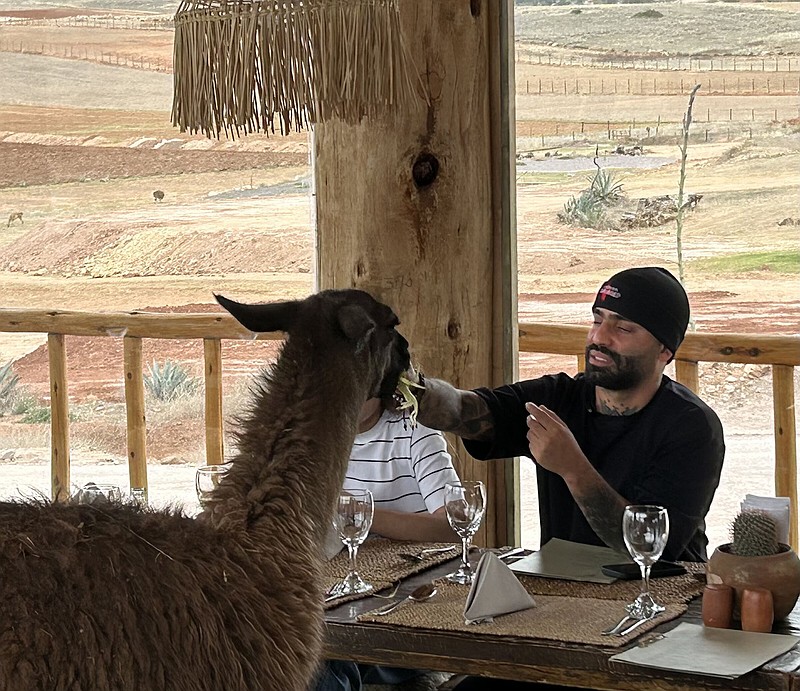 Rap artist Arcangel shares his salad with a llama at the Mountain Experience in the Sacred Valley. (Arkansas Democrat-Gazette/Bryan Hendricks)