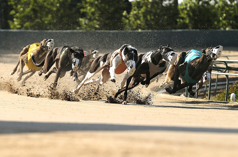 Greyhounds barrel through a turn in May 2022 at Southland Casino Racing in West Memphis. With the rise of the casino, Southland held its final dog race on New Year’s Eve 2022.
(Democrat-Gazette file photo)