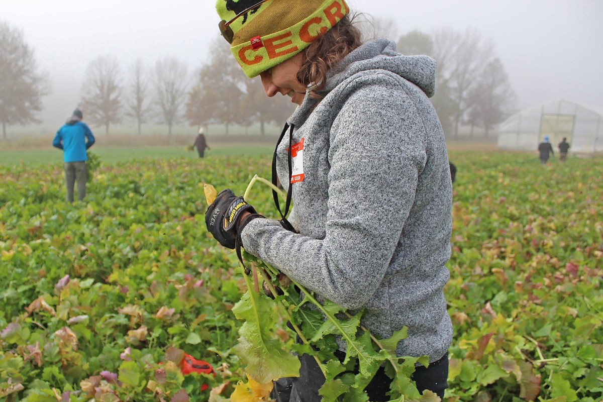 Volunteers turn up at Perryville’s Heifer Ranch to harvest vegetables for Arkansans in need | The Arkansas Democrat-Gazette