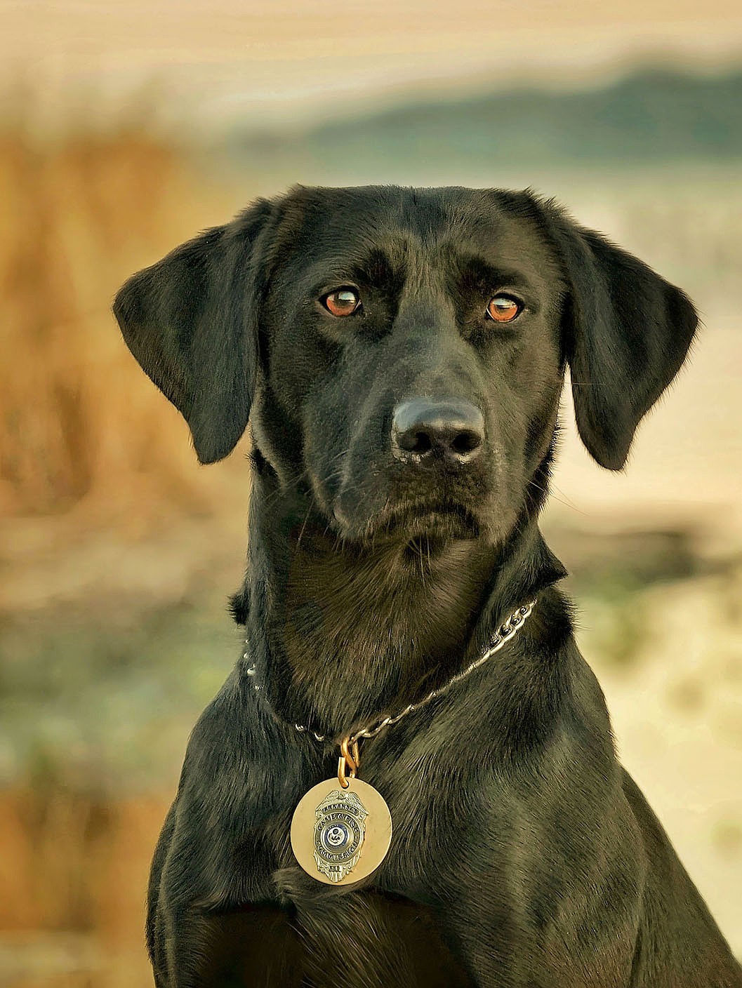 Arkansas Game and Fish K-9 locates missing hunter in Ouachita County
