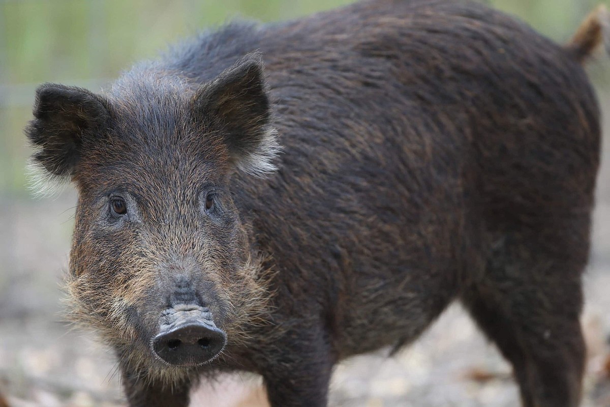 Change to Arkansas pesticide rules clear a path for use of warfarin in feral hog bait