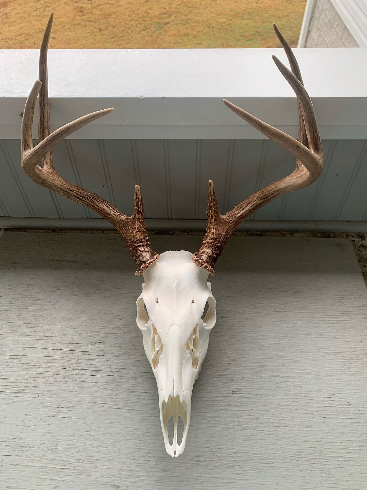 P*u様 蝦夷鹿hunting trophy （deer skull） P*u様 蝦夷鹿hunting trophy （deer skull） ム*☆様 蝦夷鹿