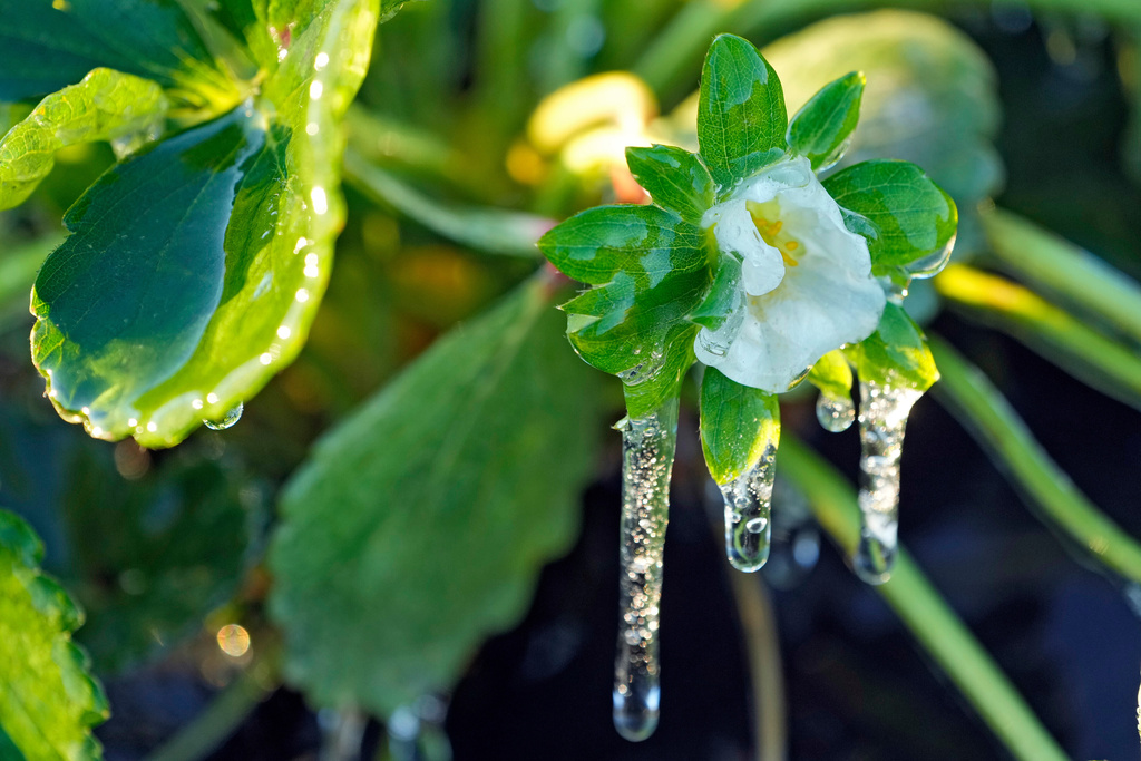 Preparation key to preventing cold-weather damage to homes, plants