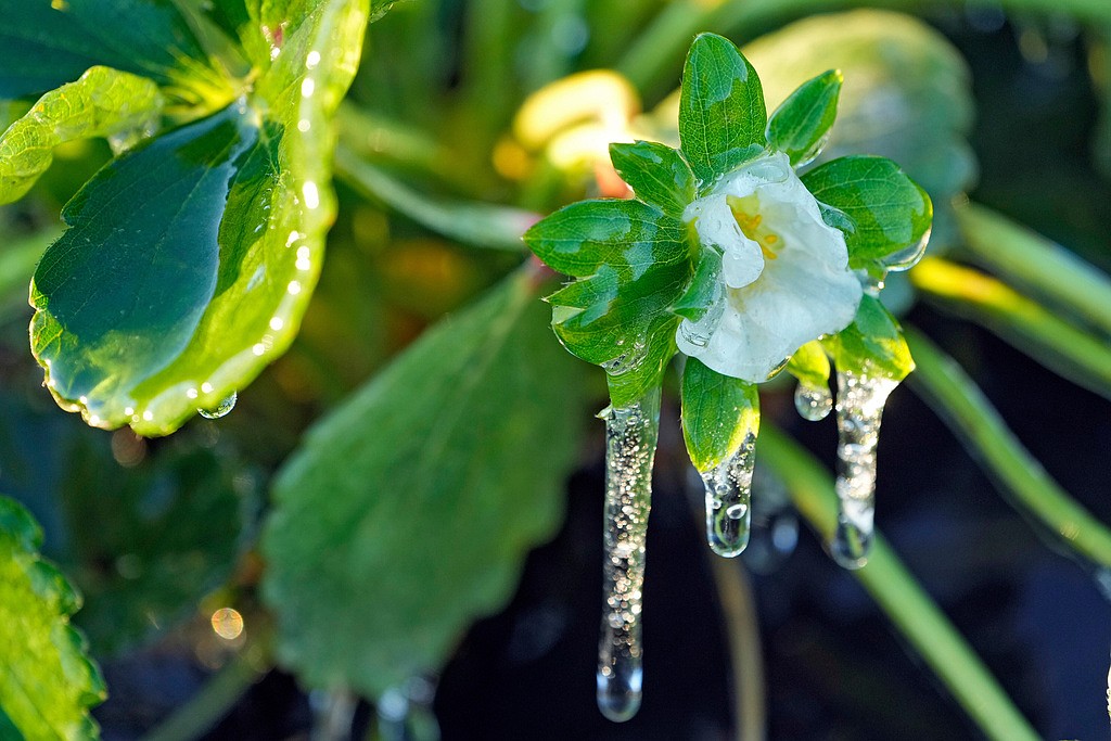 Preparation key to preventing cold-weather damage to homes, plants