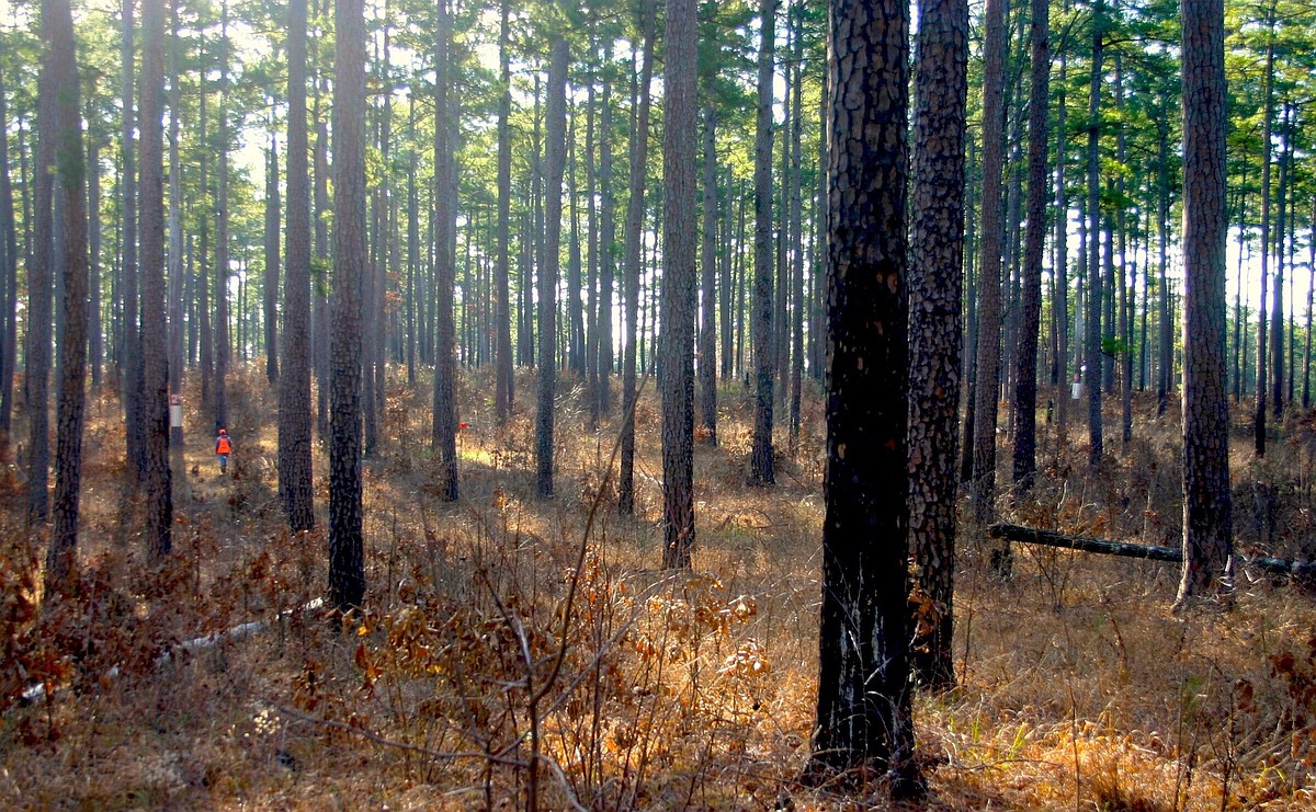 Outdoors: Prescribed burning helps wildlife
