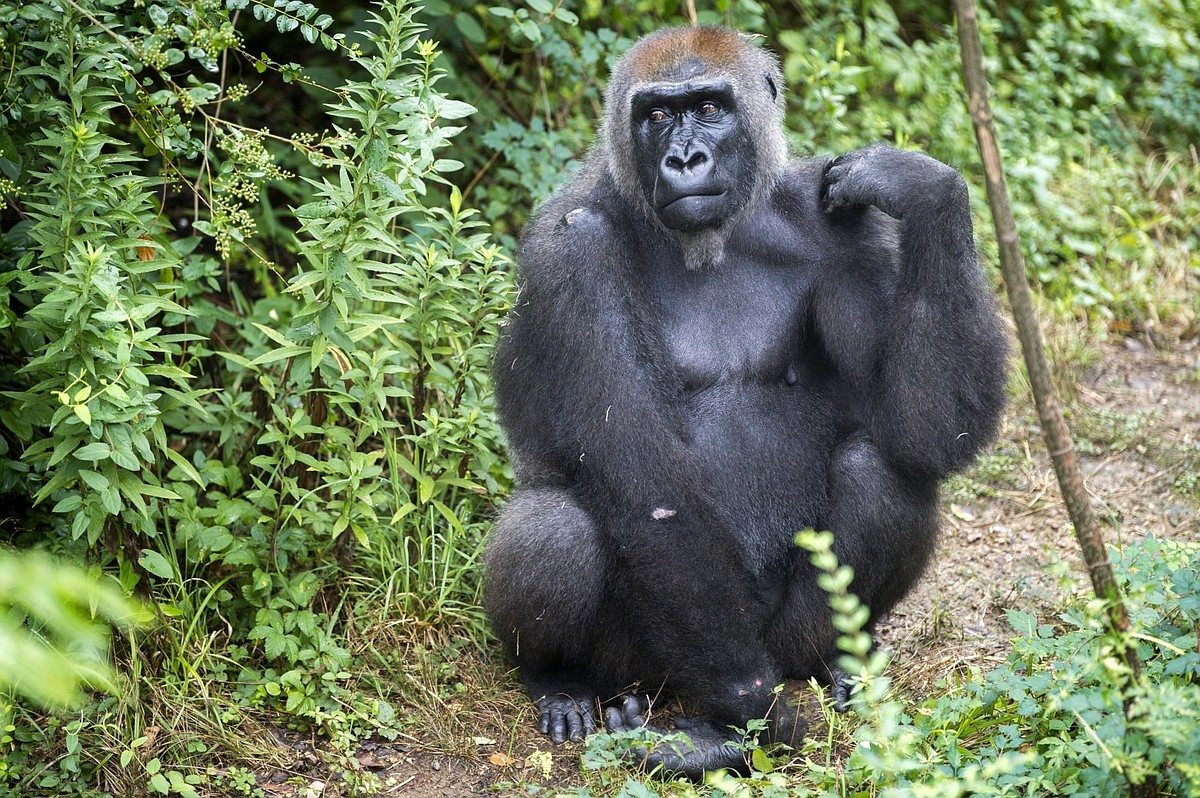 Little Rock Zoo’s oldest gorilla, Catherine, dies at 42