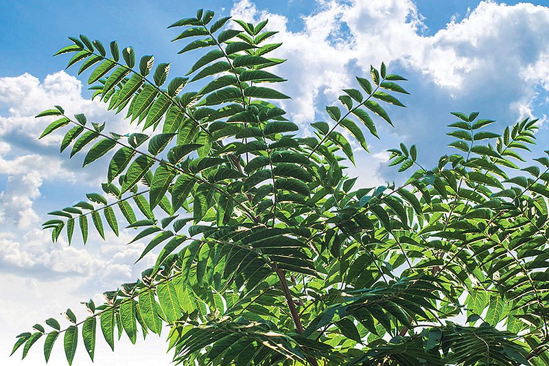The Native Choice: Healthy ecosystems begin in our backyards ...