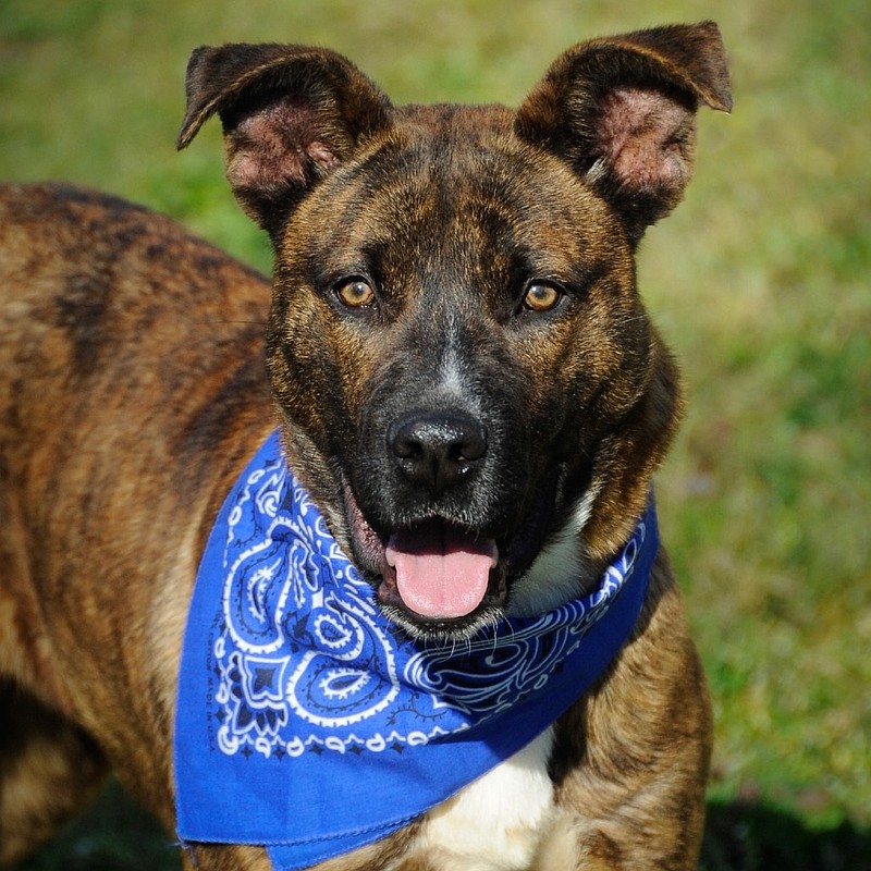 Pet of the Week: Cannoli