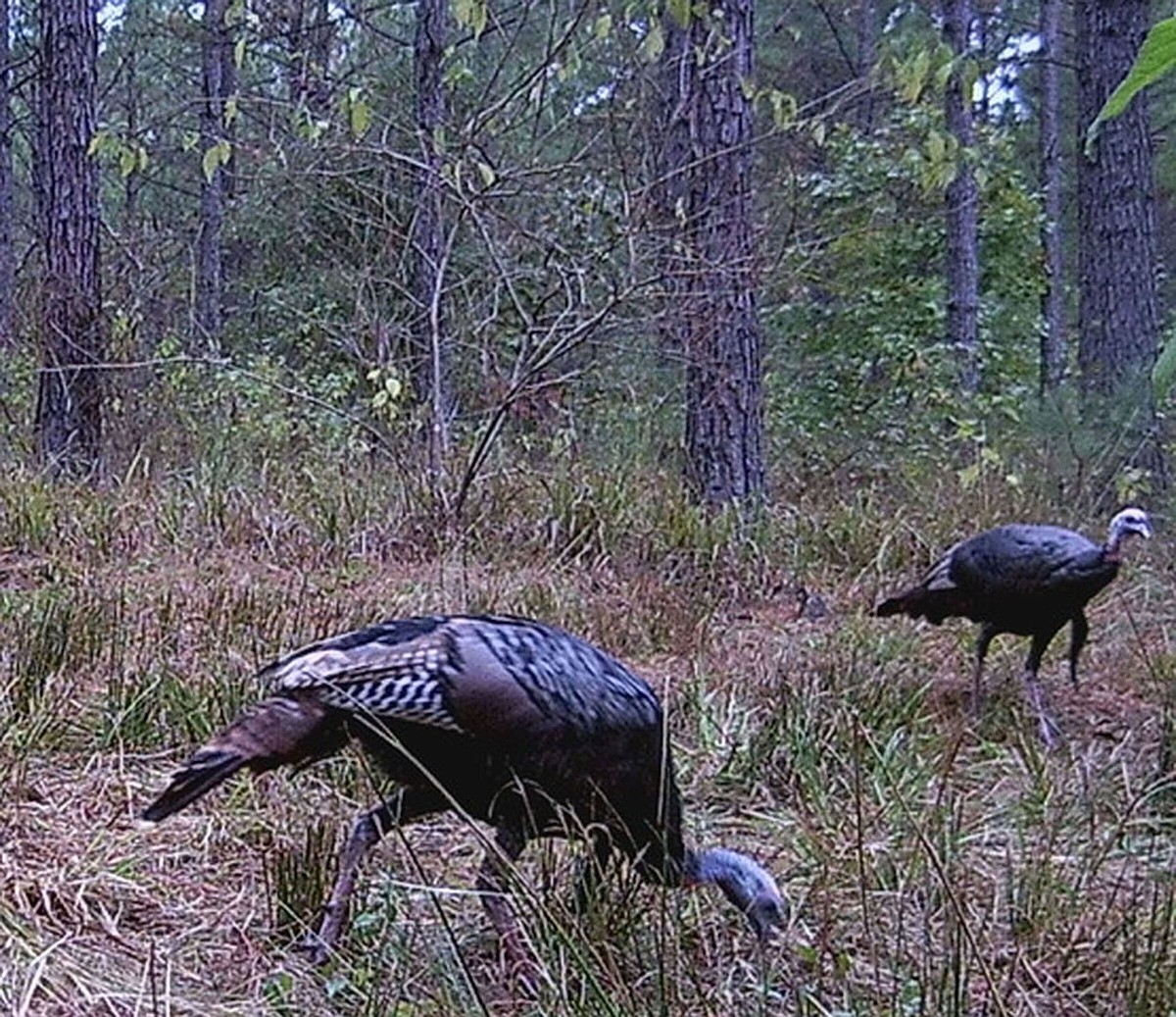 Arkansas Outdoors: Providing habitat will attract turkeys