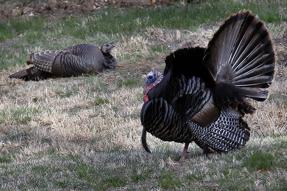 Case: The big gobbler got away again, but I’m still a turkey hunter