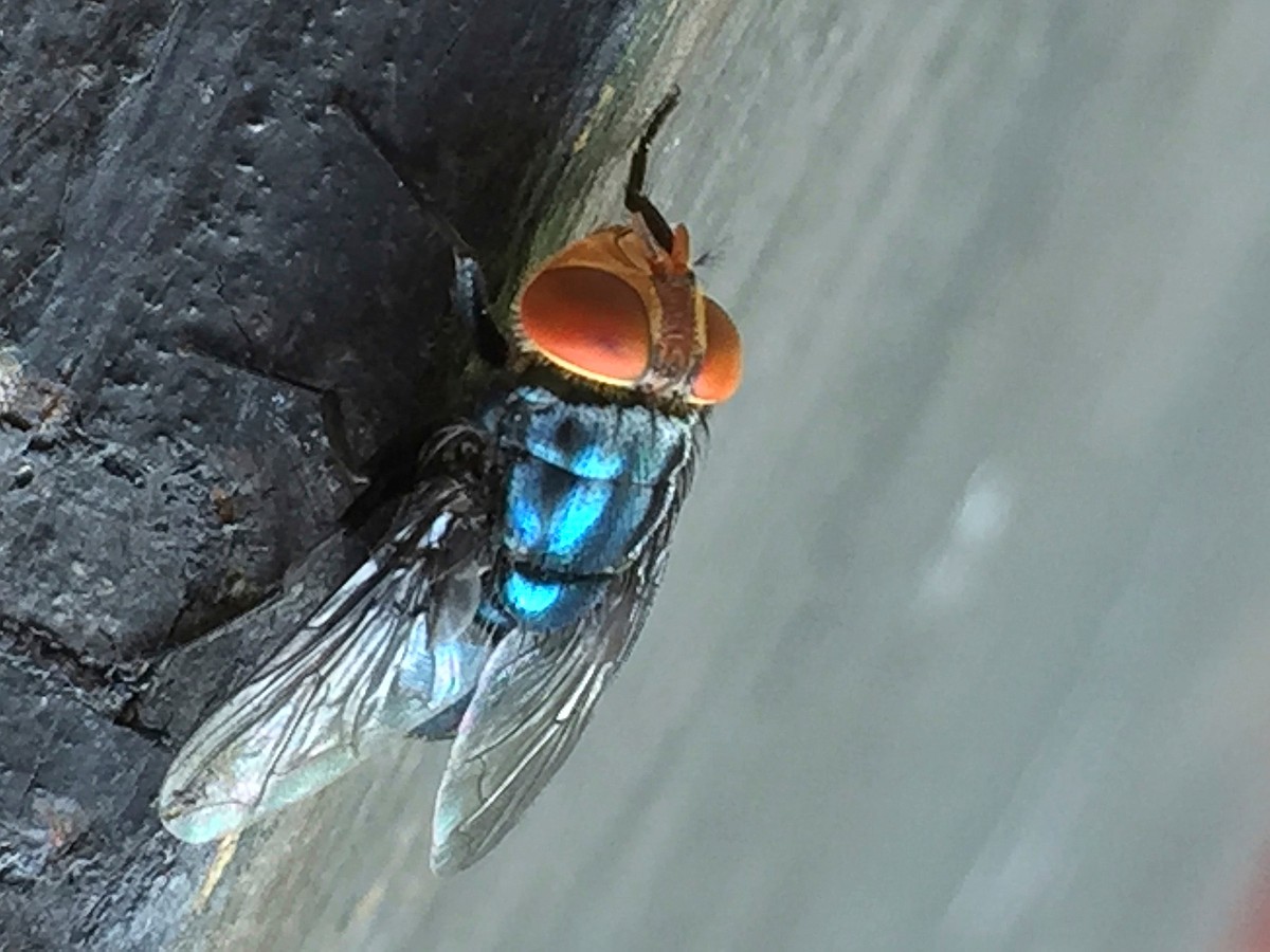 New World screwworm fly detected in Texas