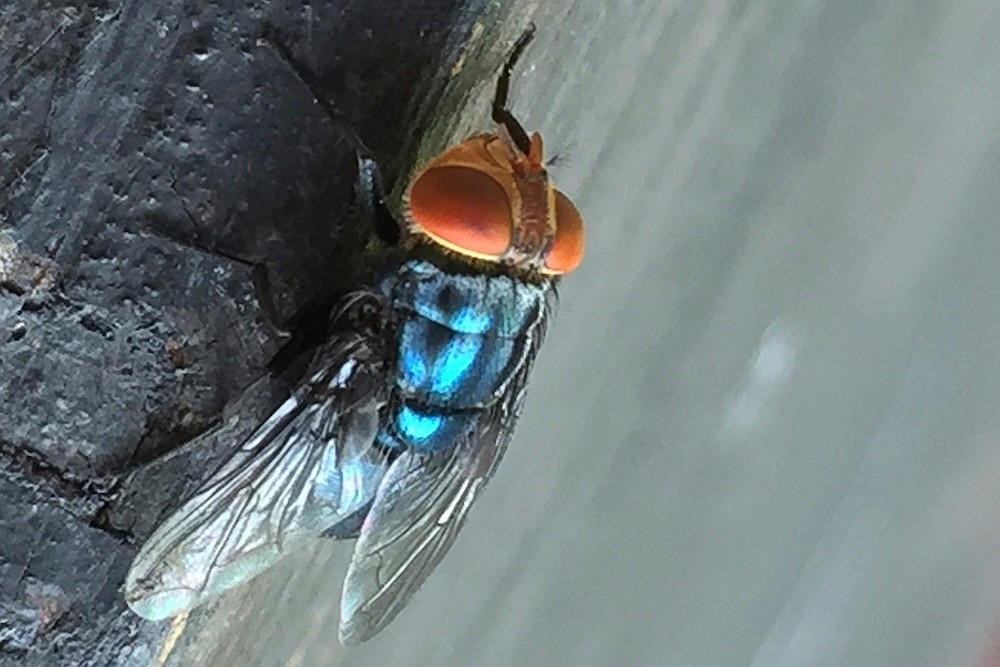 What to know about the New World screwworm fly and its reappearance in the US