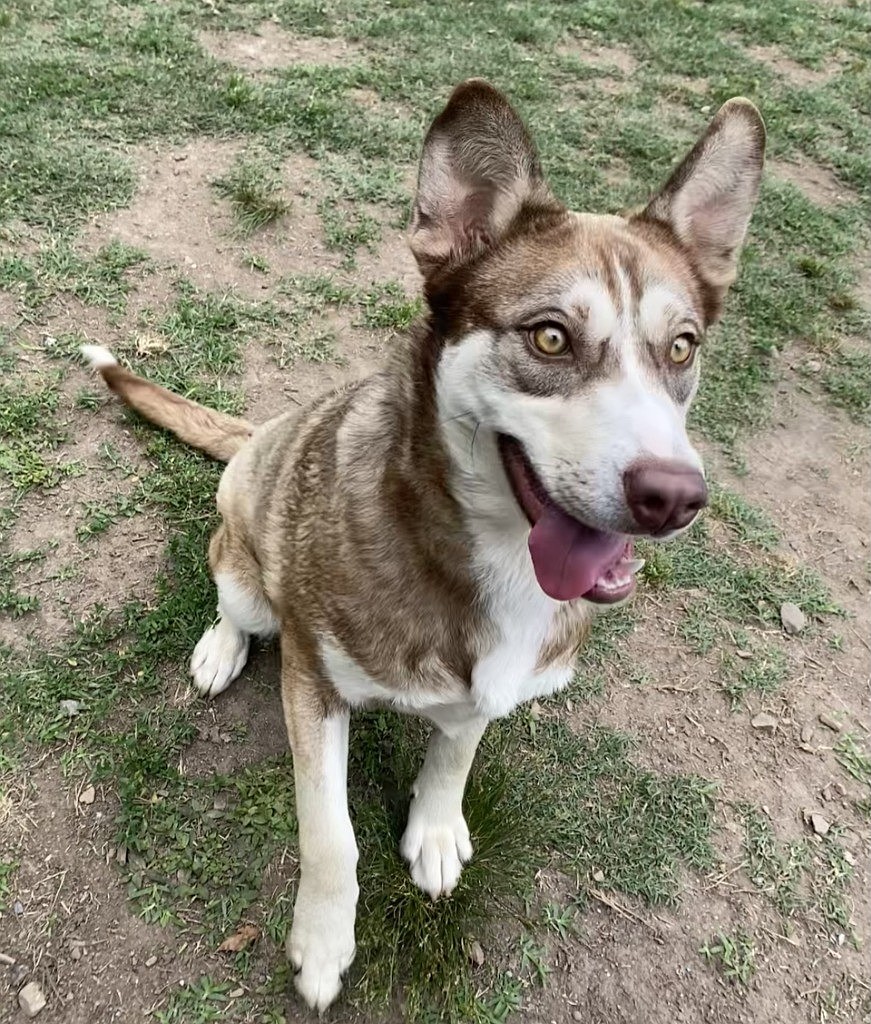 Pet of the week: Moulder