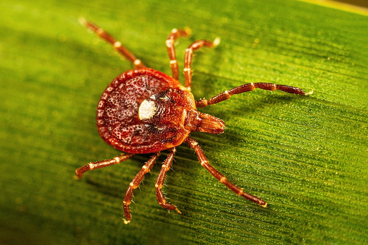 Arkansas sees rising number of alpha-gal cases; groups promote awareness of tick-borne meat allergy