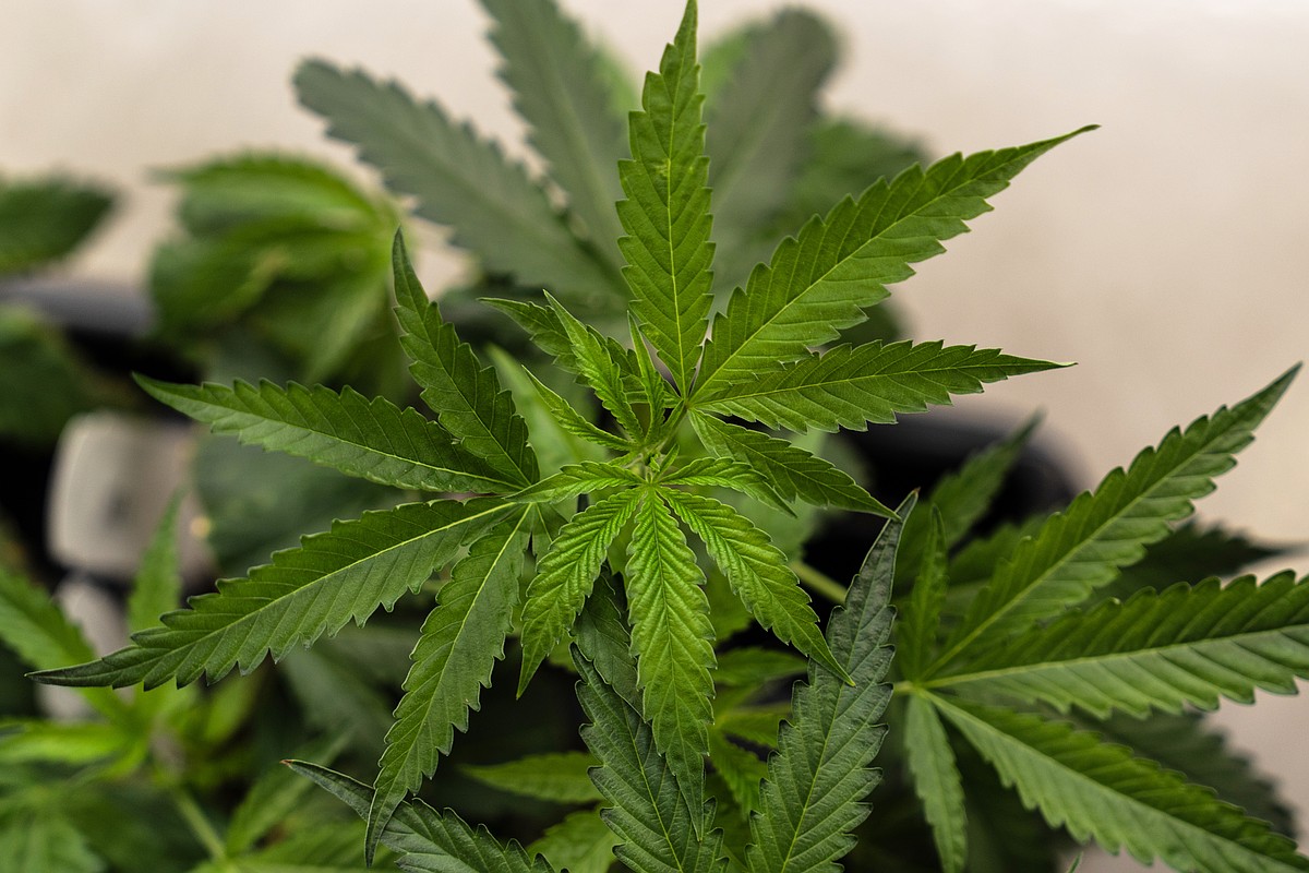 Arkansas officials, advocate praise SCOTUS ruling on marijuana and gun ownership