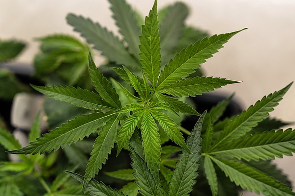 Arkansas officials, advocate praise SCOTUS ruling on marijuana and gun ownership | The Arkansas Democrat-Gazette