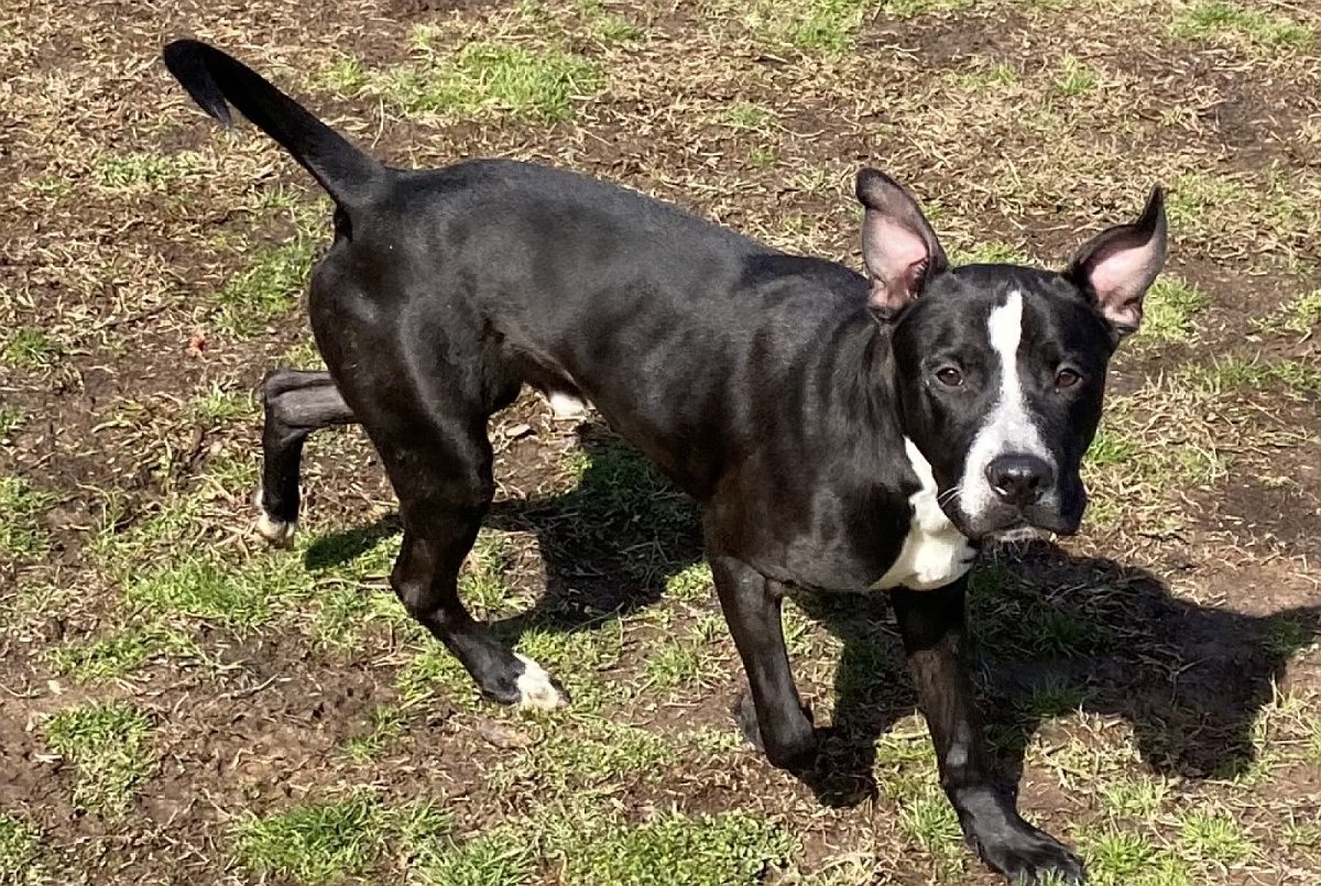 Pet of the week: Butch