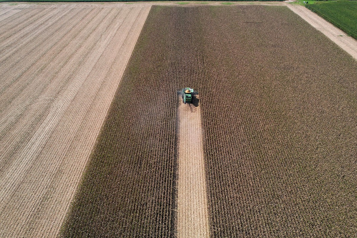 Corn planted in Arkansas down 8% from 2025