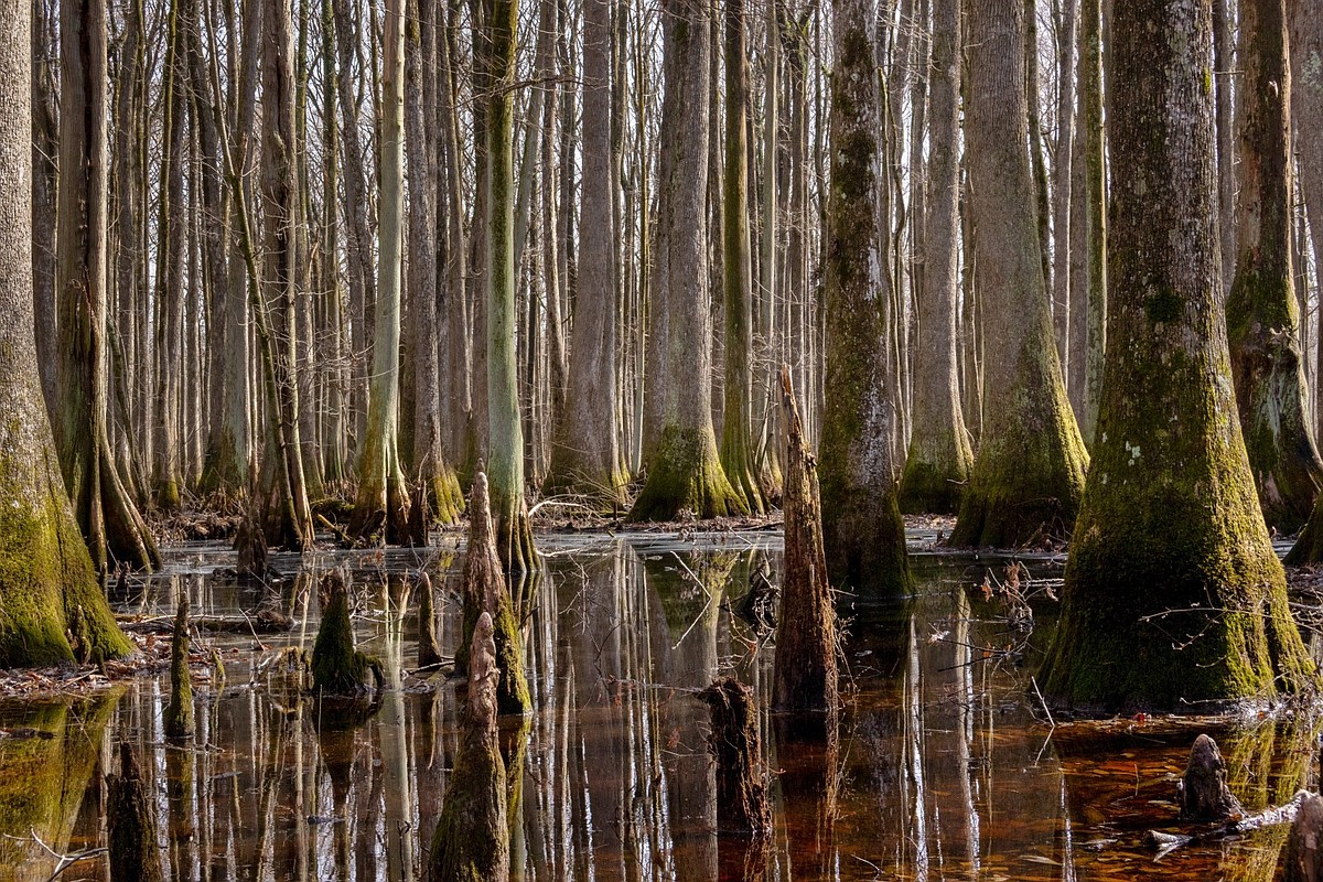 Dried-out Arkansas bottomlands mean more timber available for logging, reduced prices at mills