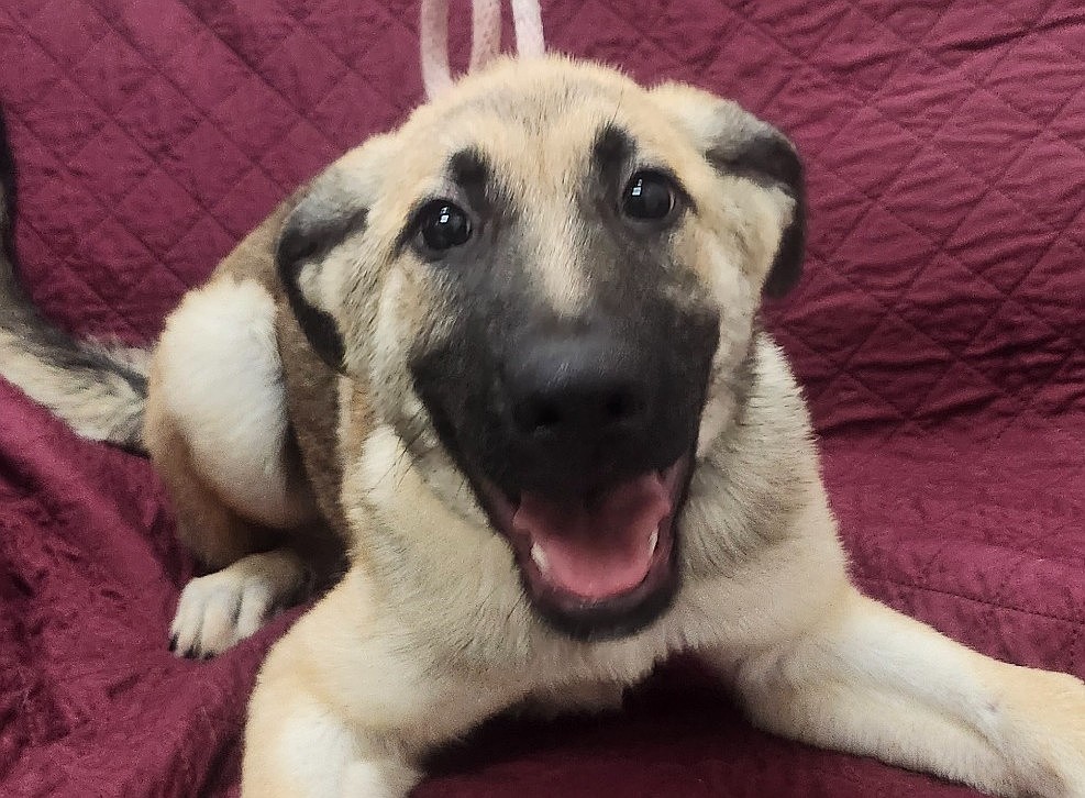 Pet of the week: Claurice