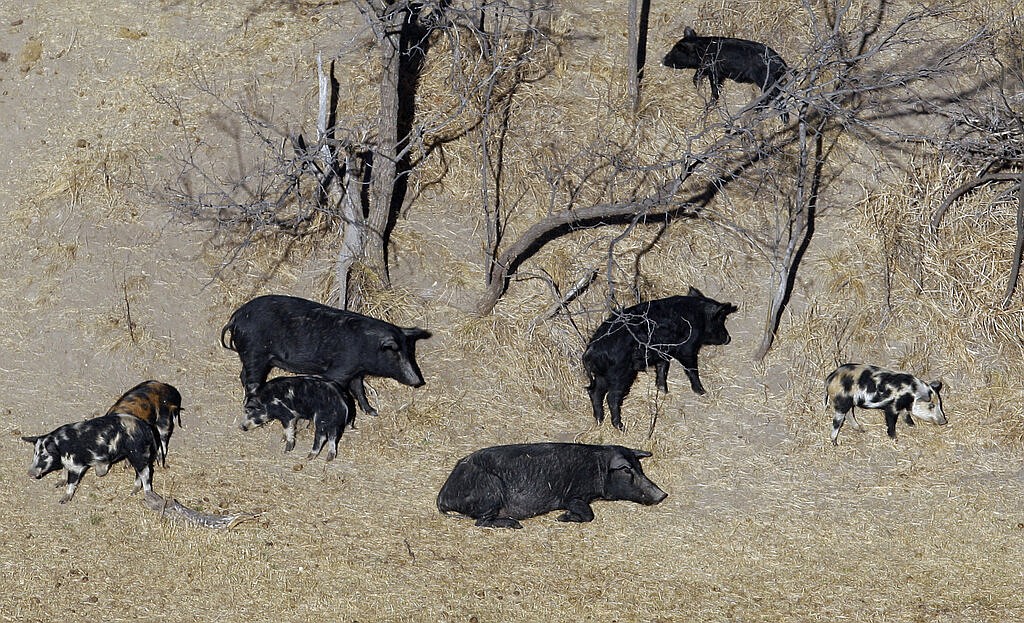 Arkansas Plant Board will consider warfarin bait as weapon against feral hogs