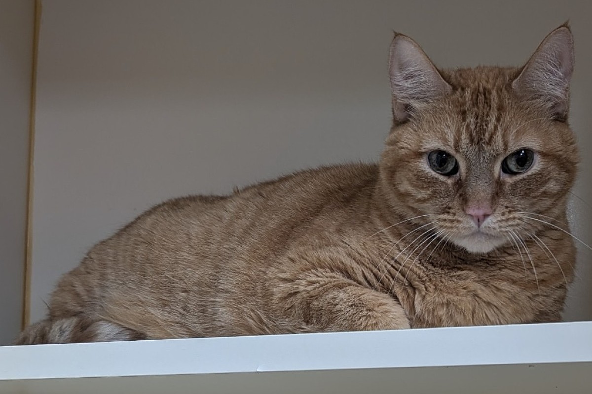 Pet of the week: Peanut Butter