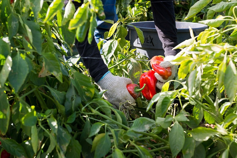 They harvest the nation’s food, but a new rule may strip them of health insurance