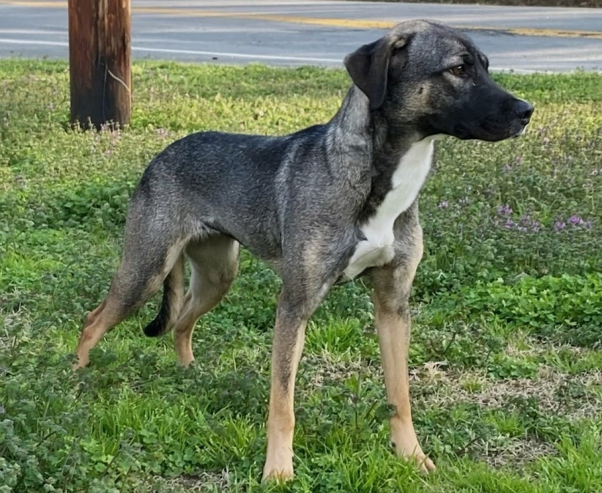 Pet of the week: Hazel