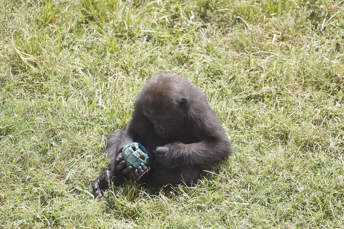 Little Rock Zoo operating on adjusted hours through August due to heat | Northwest Arkansas Democrat - Gazette