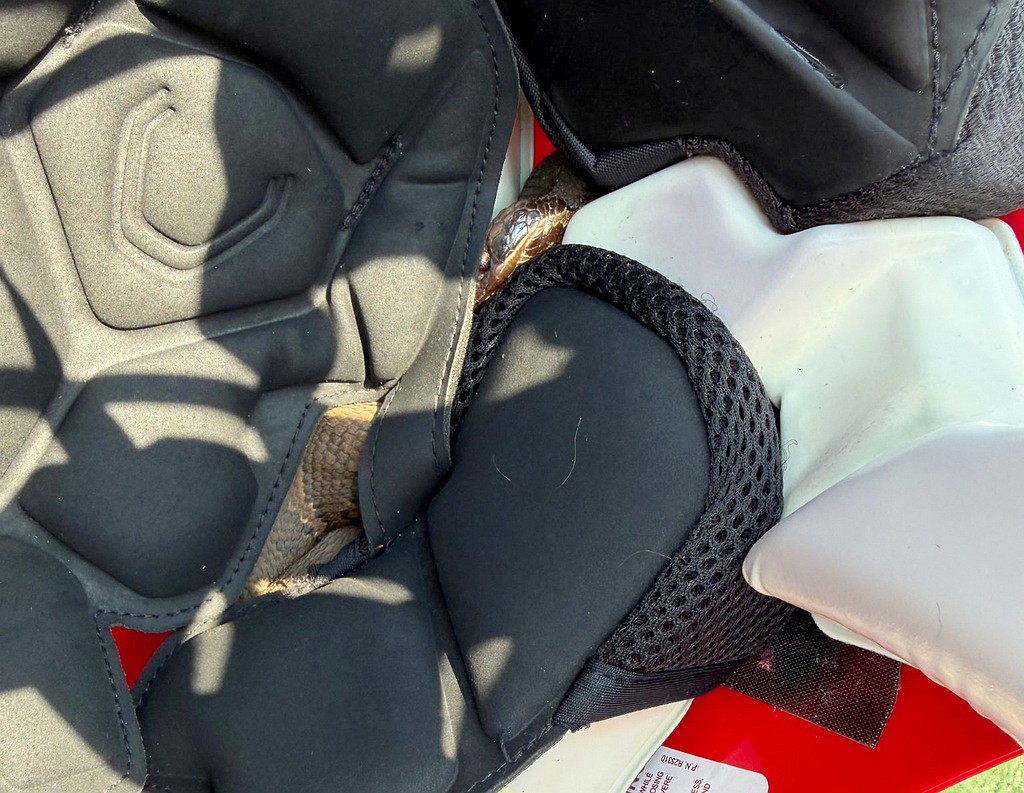 Maumelle High School football player practices with a venomous snake in his helmet
