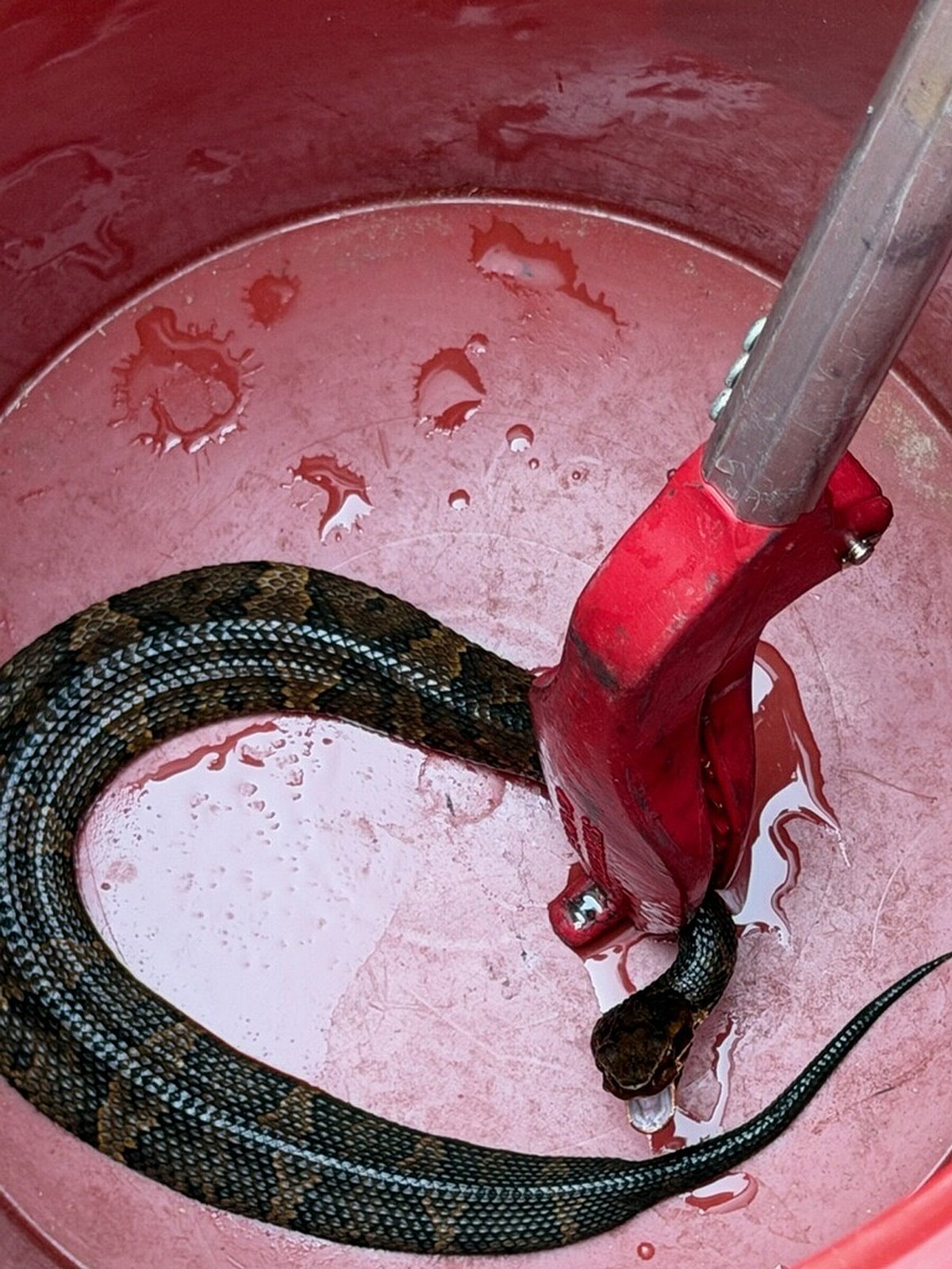 Maumelle emphasizes safety after venomous snake found in football player’s helmet