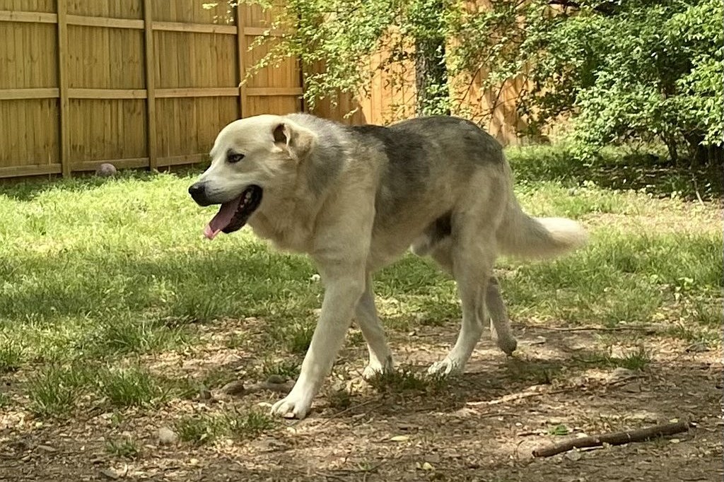 Pet of the week: Sinatra