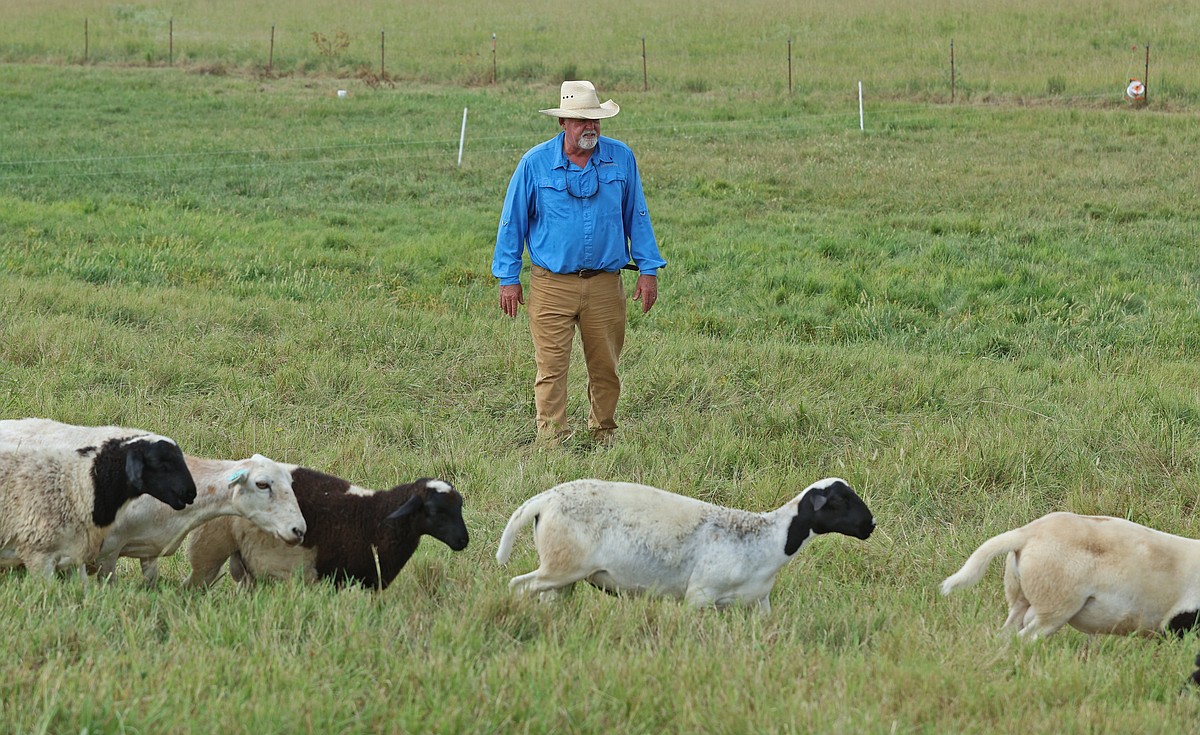 Lightning strike kills six sheep, one dog at Bee Branch farm