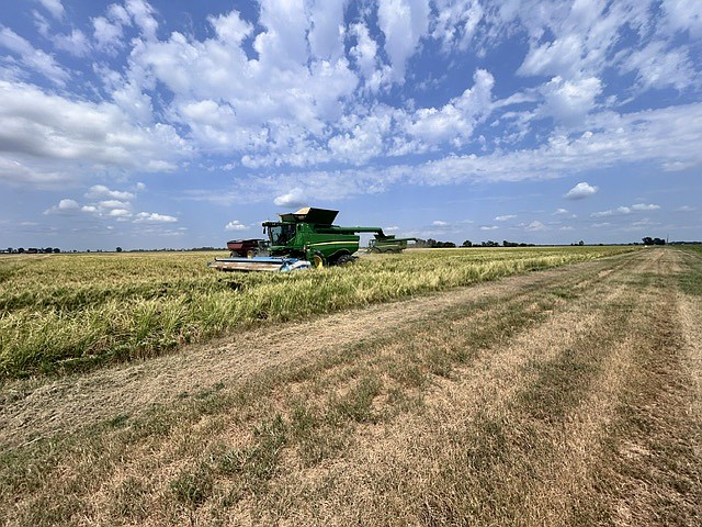 Arkansas corn, rice harvests ahead of schedule