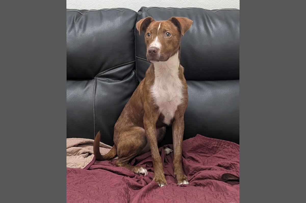 Pet of the week: Teresa