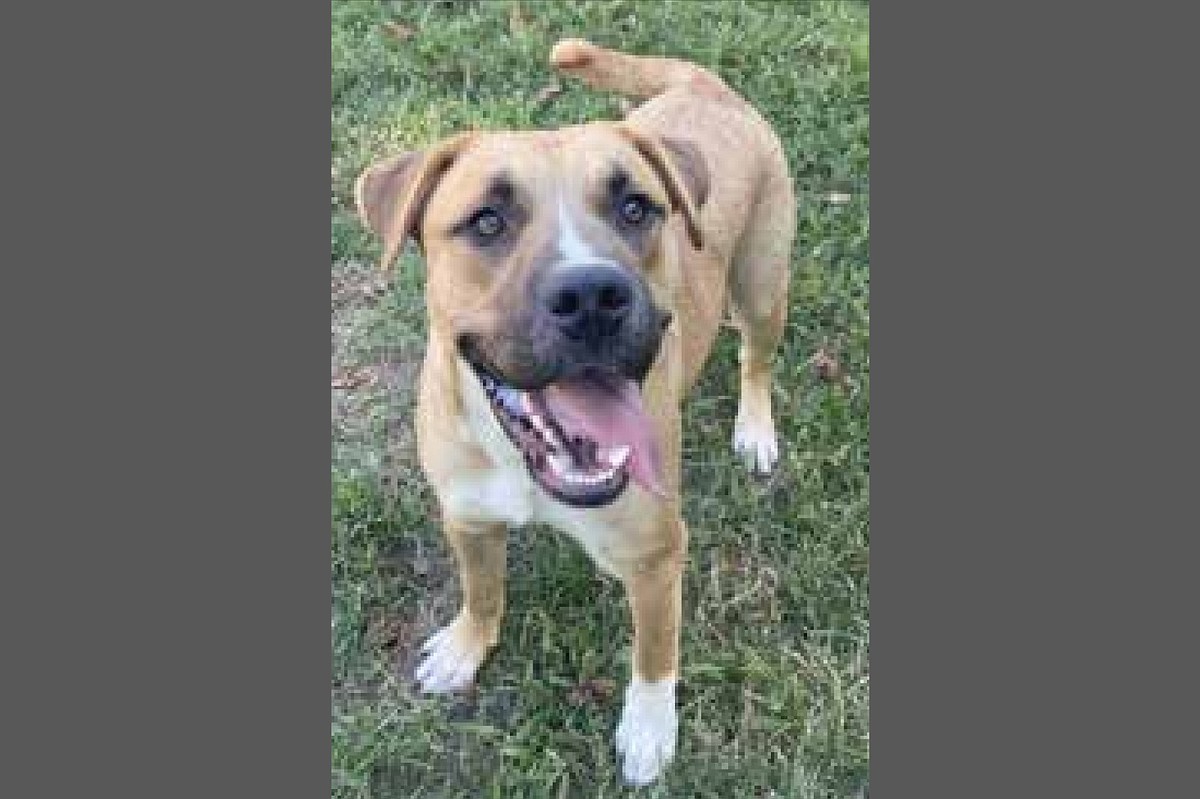 Pet of the week: Chili Dog | Arkansas Democrat Gazette