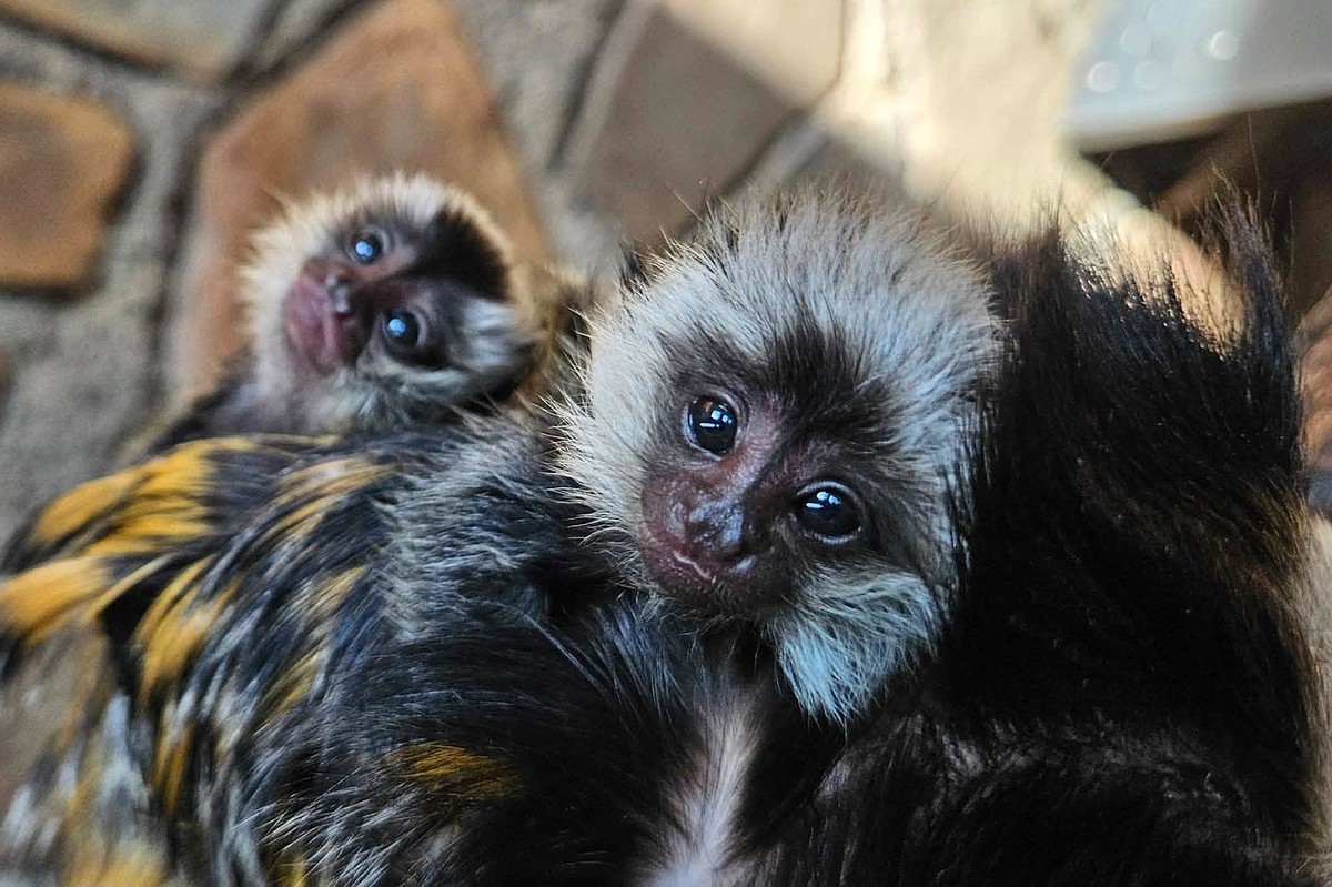 Little Rock Zoo announces births of two female marmosets | Arkansas Democrat Gazette