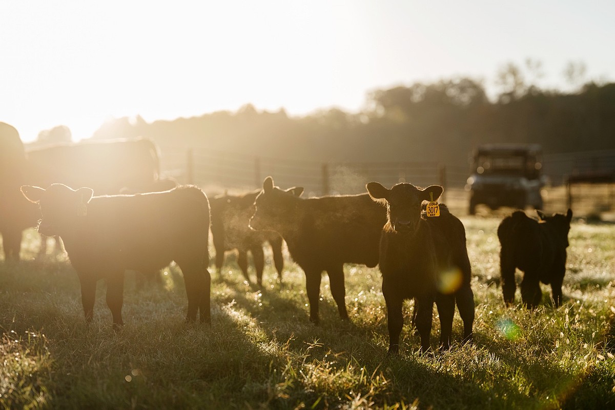 Northwest Arkansas cattle ranch expands, adds technology as U.S. beef industry struggles